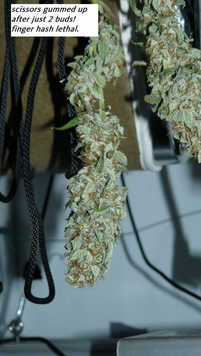 drobes nearly there! 012