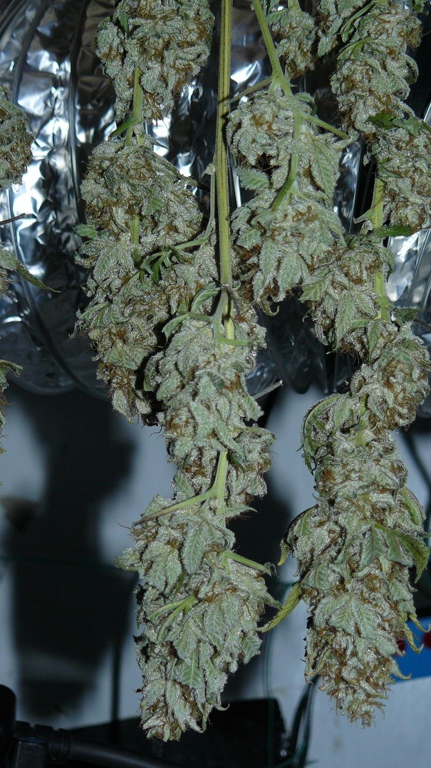 drobes nearly there! 014