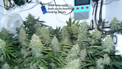 drobes nearly there! 018