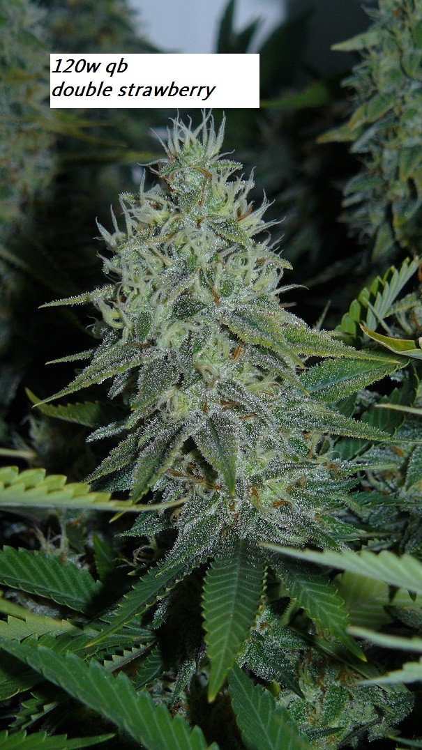 drobes nearly there! 025