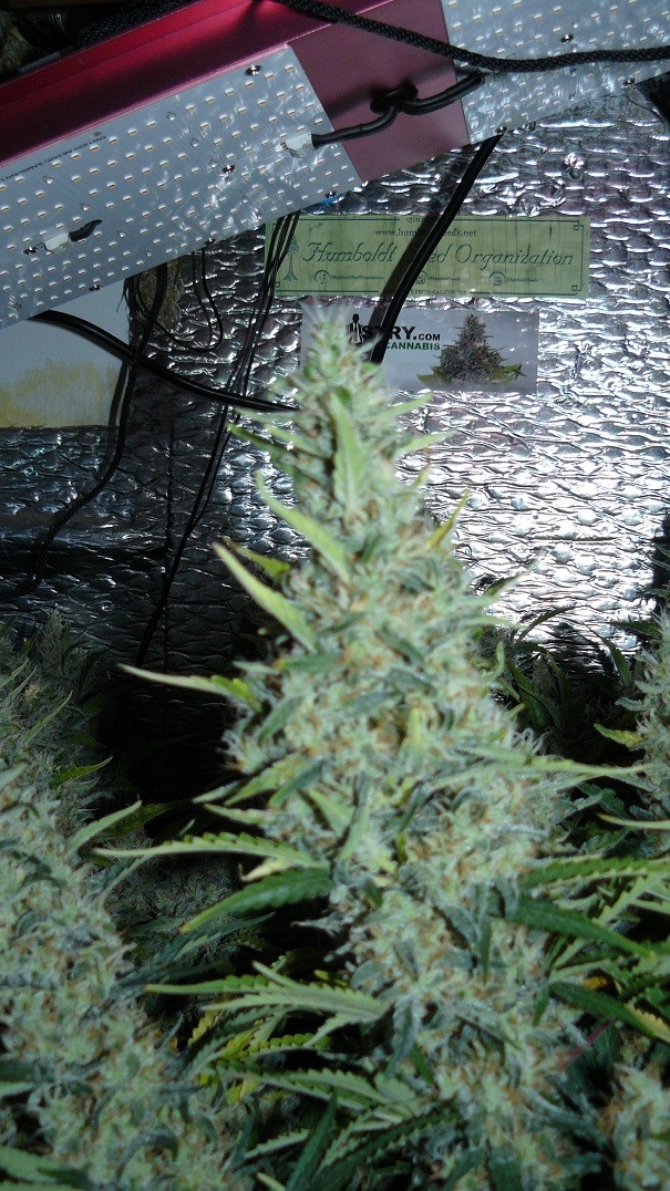 drobes nearly there! 033