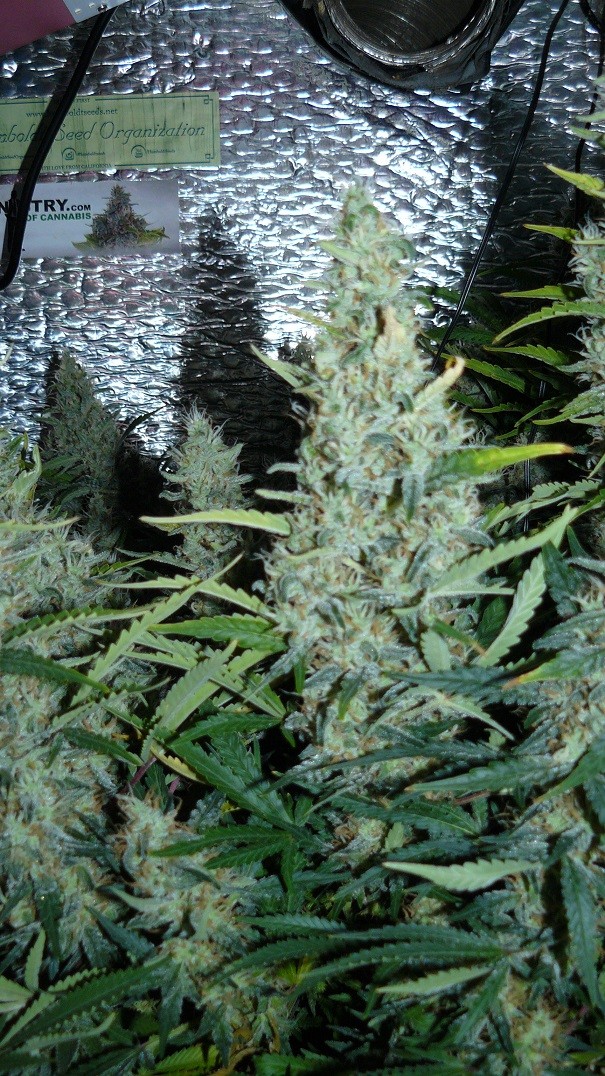 drobes nearly there! 034