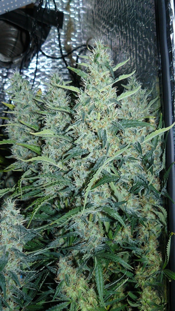 drobes nearly there! 035