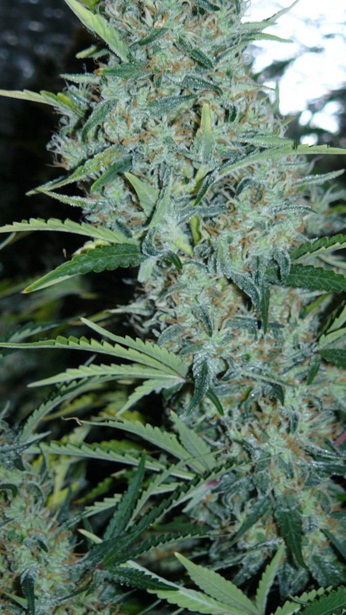 drobes nearly there! 037