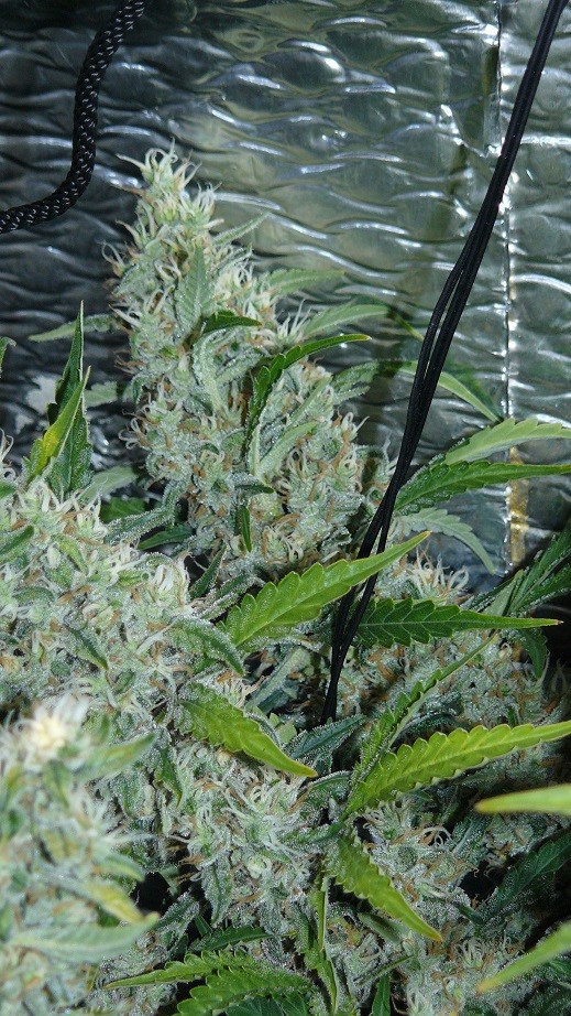 drobes nearly there! 043