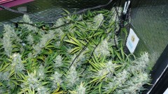 drobes nearly there! 044