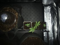 988DE85F-61F0-411B-B9DB-63FE29AA5CCD