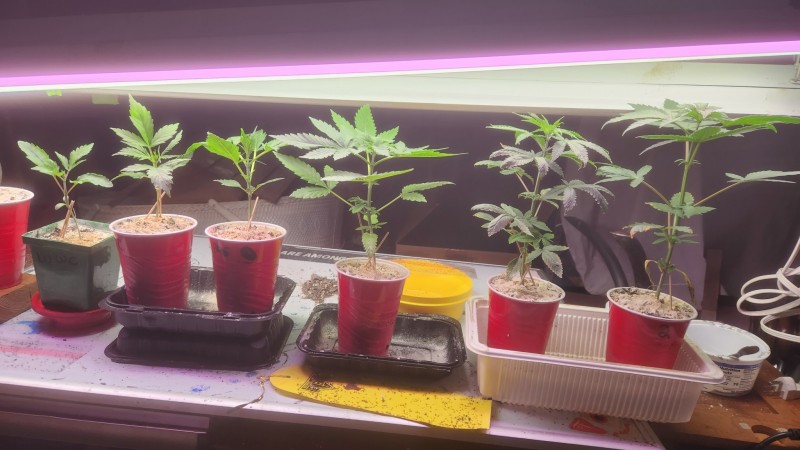 16829648169065514577411483363183