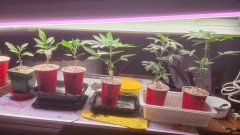 16829648169065514577411483363183