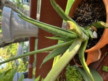 D7253035-9540-4D98-8F3A-C7FC8FD2D234