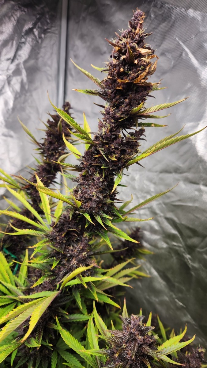 16829856237805817056732869100045