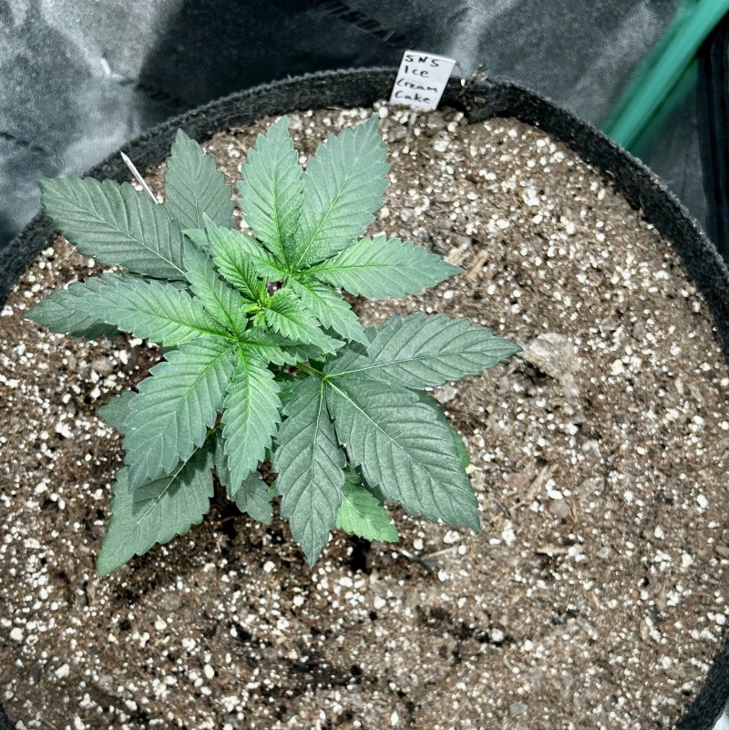 Sns ICC week 3