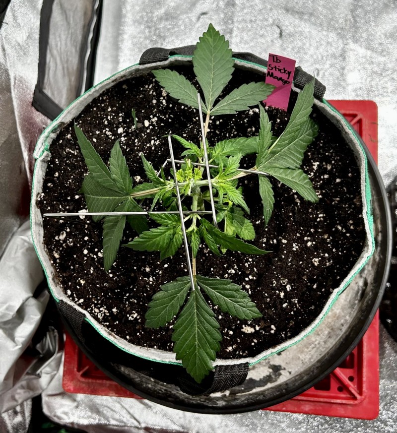 Tastebudz sticky mango auto week 3 training