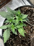 Tastebudz moon berry pie auto week 3 training