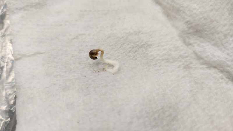 16833454711734832007074963118477