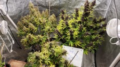 16833479449204196000867526841870