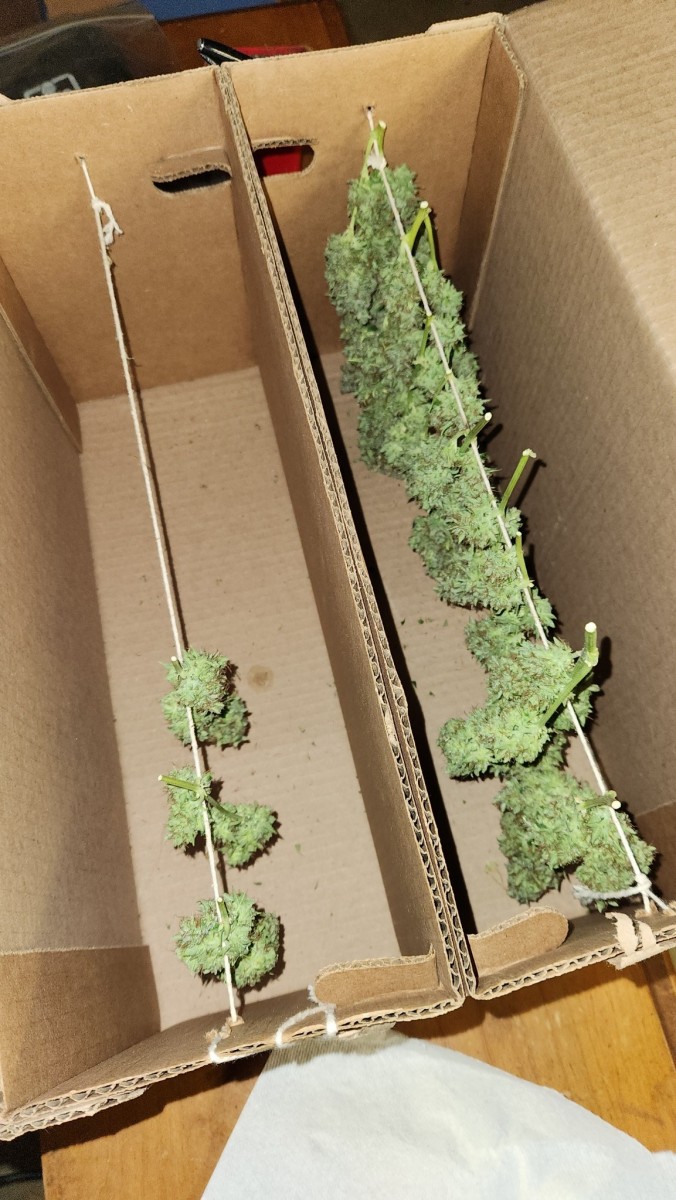 16835107276156435470273724883411