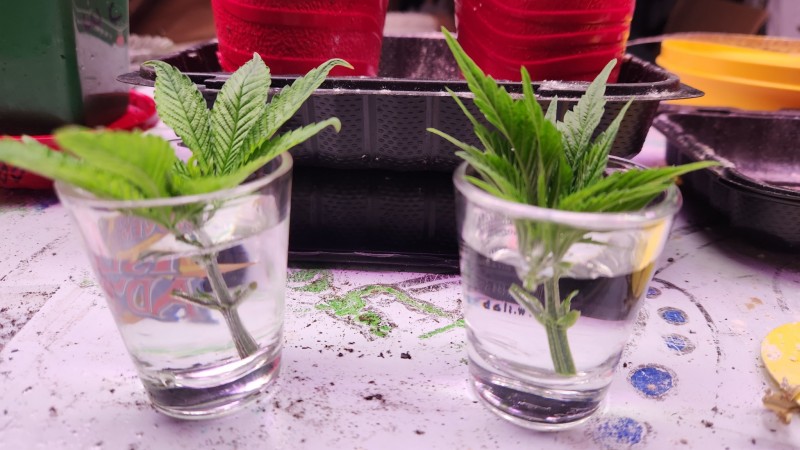 16835156026534965059962568992822