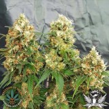 attitude-freedomofseeds-stilton-breath_400x400