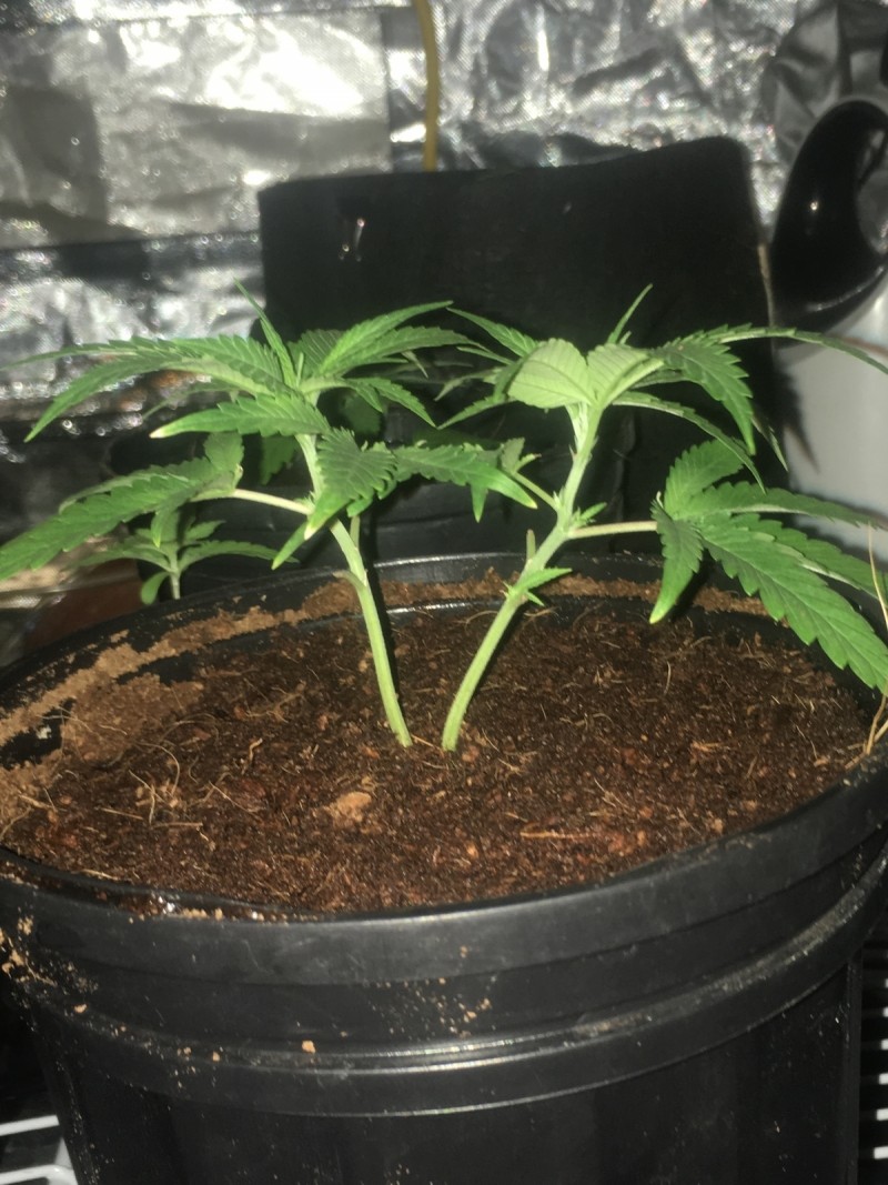 6807C813-E5E5-4BAD-8B45-36B7899E04F4