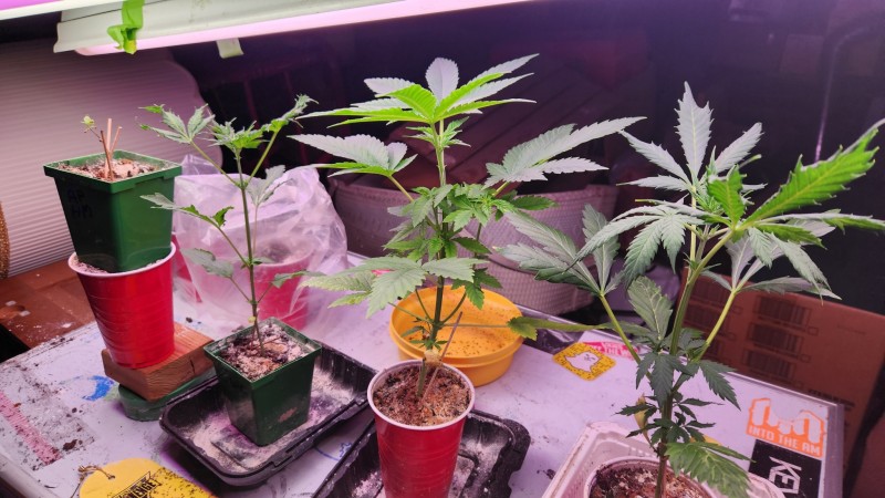 16841799115875985436140378653218