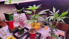 16841799115875985436140378653218