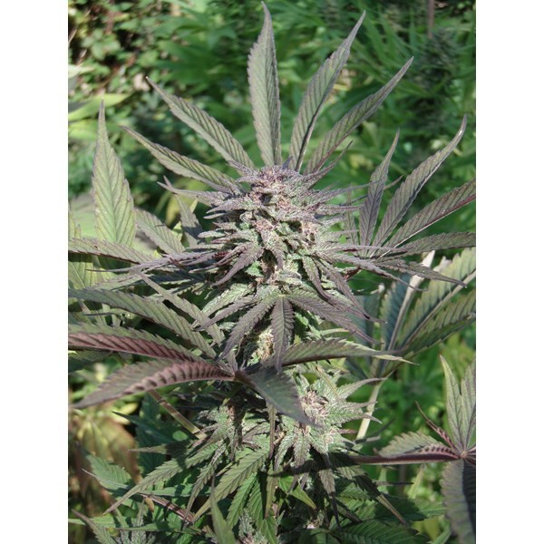 serious-6-detail-with-purple-flowers-01_600x600