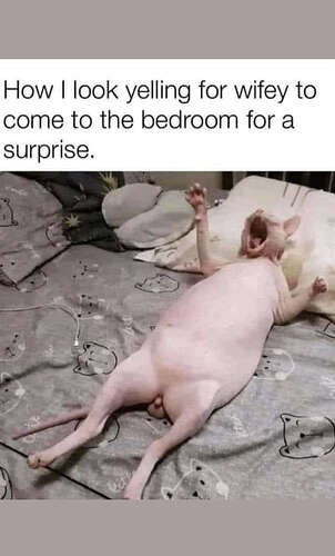 8f4868fd6021dde7f1bbbb62d19783600743906a_2_302x500