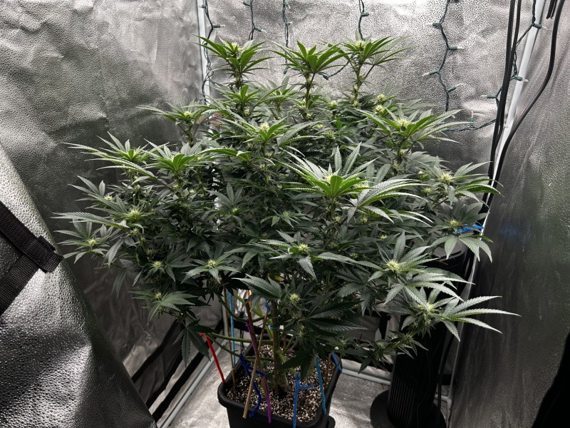 Ethos Grape Diamonds wk4 since flip