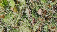 16844598198251195257056215226015