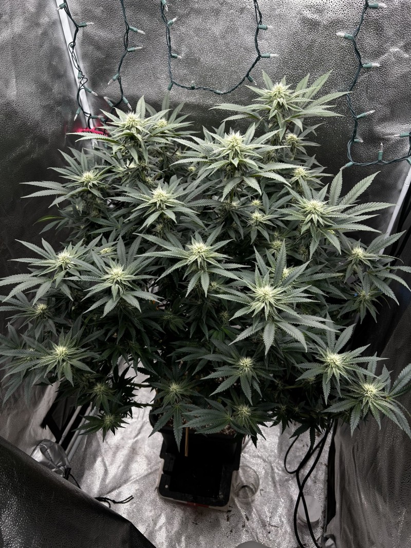 ethos grape diamonds r2 wk5 flower