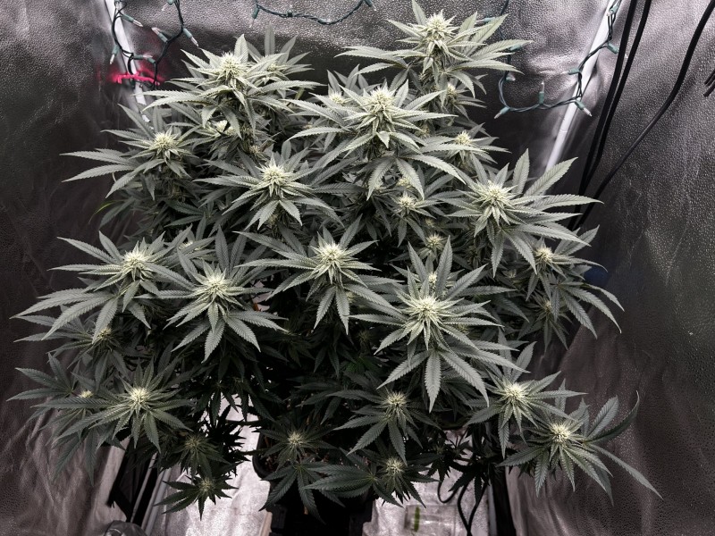 Egd wk4 flower