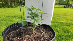 16848768150734171892838592443840