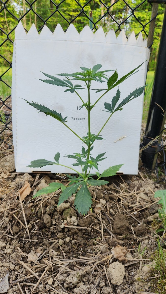 16848768627526539714009183909630