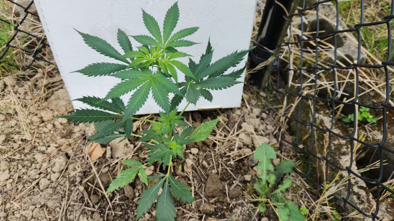 16848769453853310526594752443483