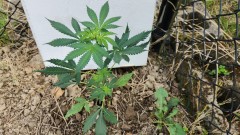 16848769453853310526594752443483