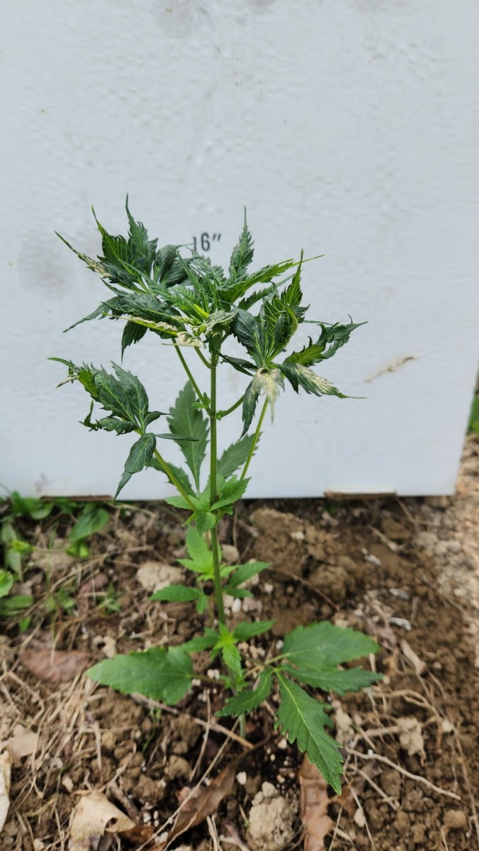 16848770168534932253330872279669