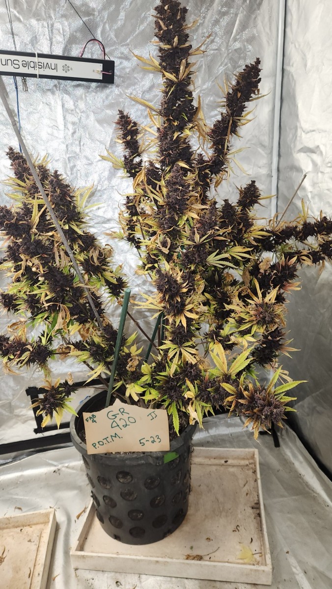 16849722707391259605195854427374