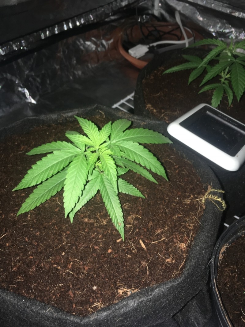 7A9D857B-DC29-4BFE-B01D-0E7A0F270A7B