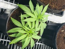 B86AF749-903C-4602-B0A7-9ADA4D6064EC