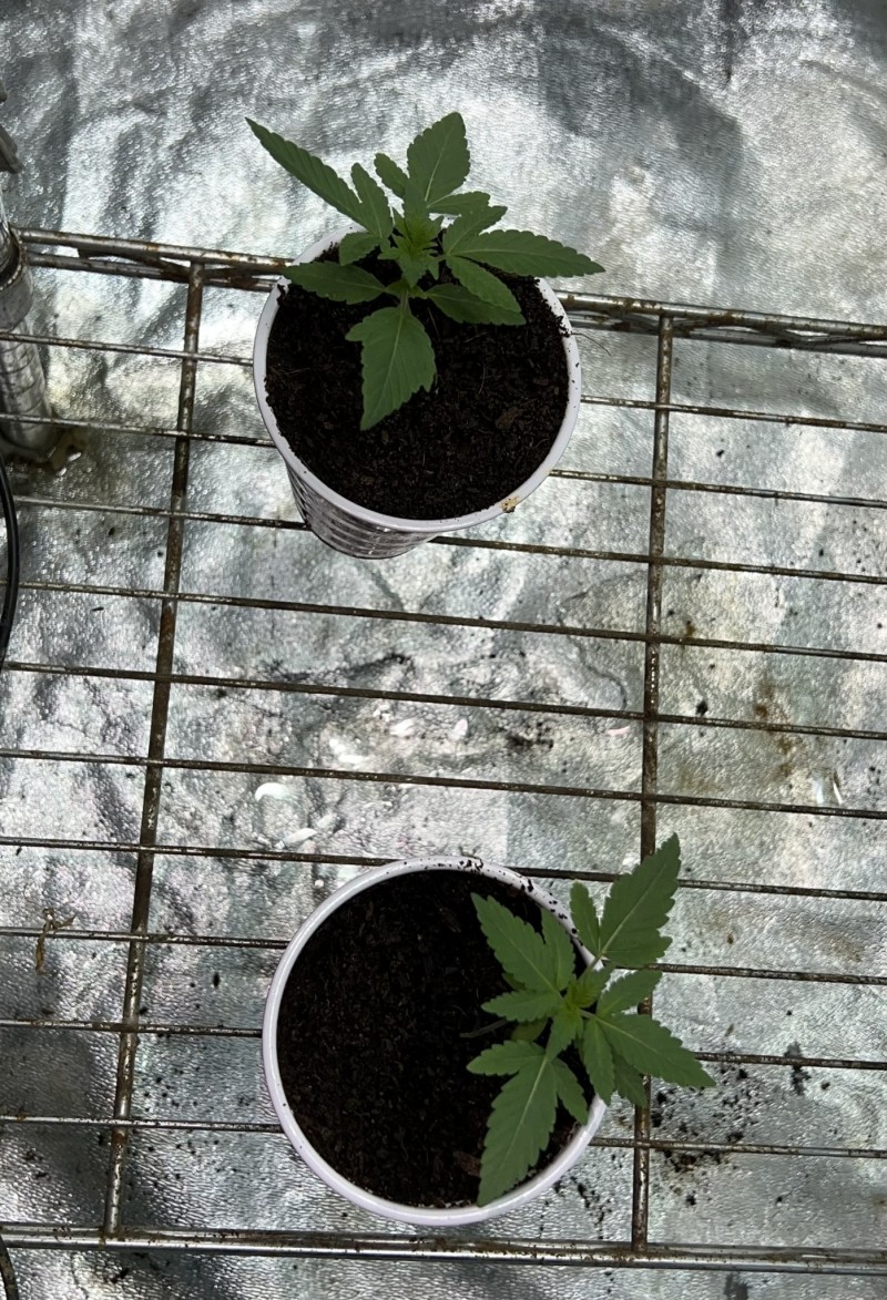 962818A1-886C-495D-9B45-2A58CDEE8B2F