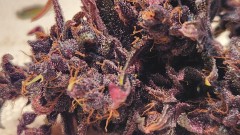 16853251055959088654976371186700