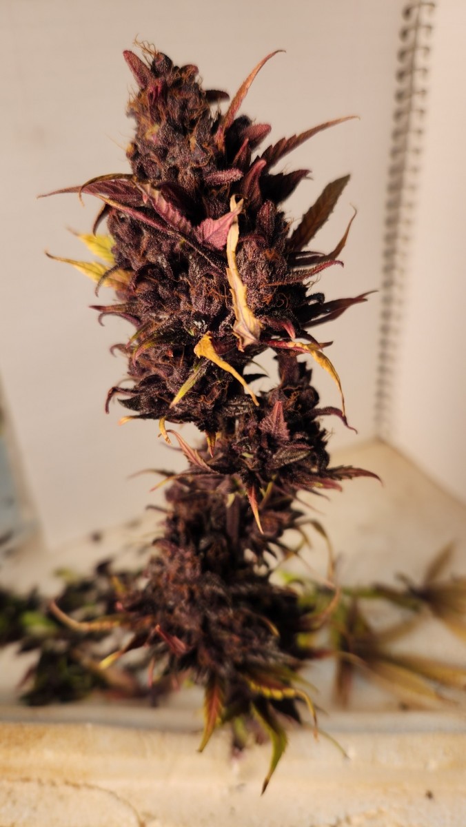 16853265934807729824187839291500