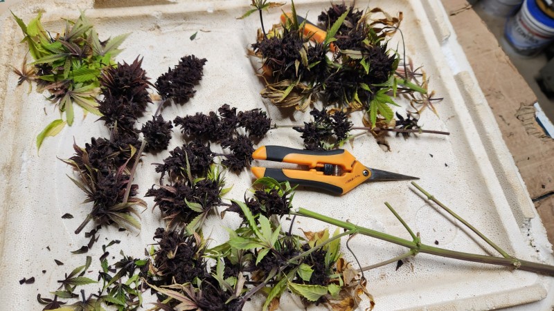 16853269143347003103748112426099