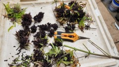 16853269143347003103748112426099