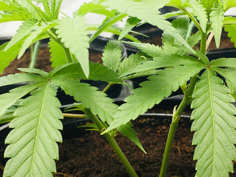 25D43924-C6D3-46F5-9D1E-6F603528B28F