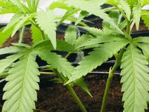 25D43924-C6D3-46F5-9D1E-6F603528B28F