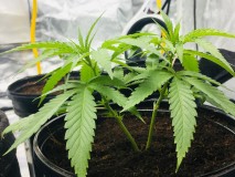 9524D50A-10A1-4D51-8146-B6B45E25B6C5