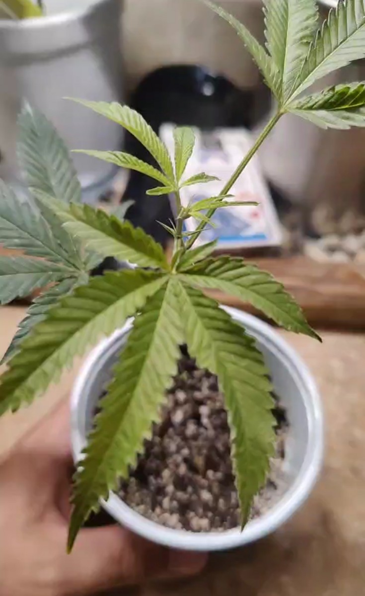 Screenshot_2023-05-29-19-55-57-59_4b14b257287ac0a6d1fd5fbb2487716f