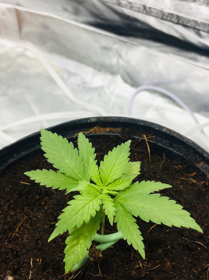 FAFBE451-574C-417D-9610-3B5175E997F0